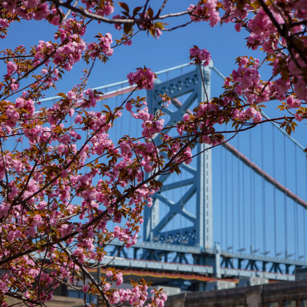 Philadelphia si tinge di rosa: la fioritura dei ciliegi nella città più grande della Pennsylvania
