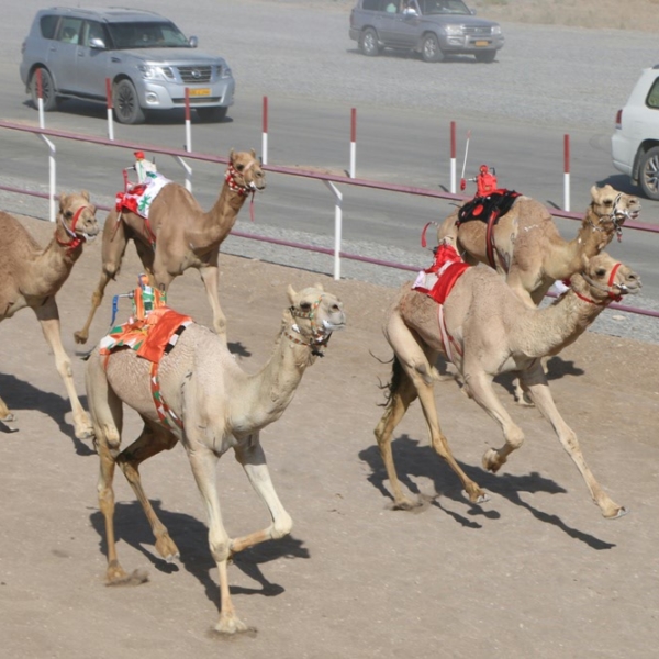 Al via la Al Bashair Camels Racetrack