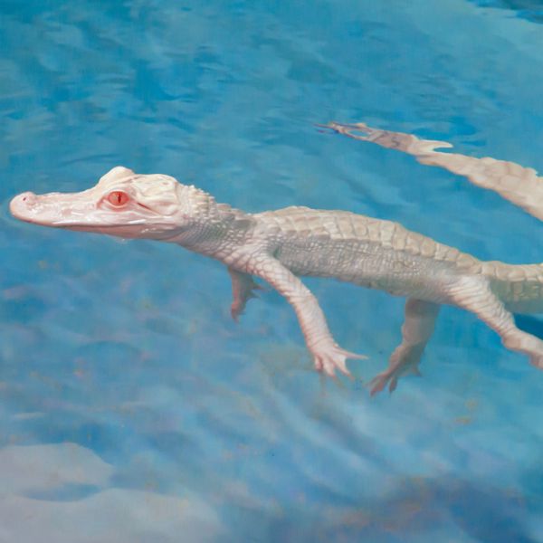 Due rari alligatori albini arrivano al Lost Chambers Aquarium dell’Atlantis The Palm