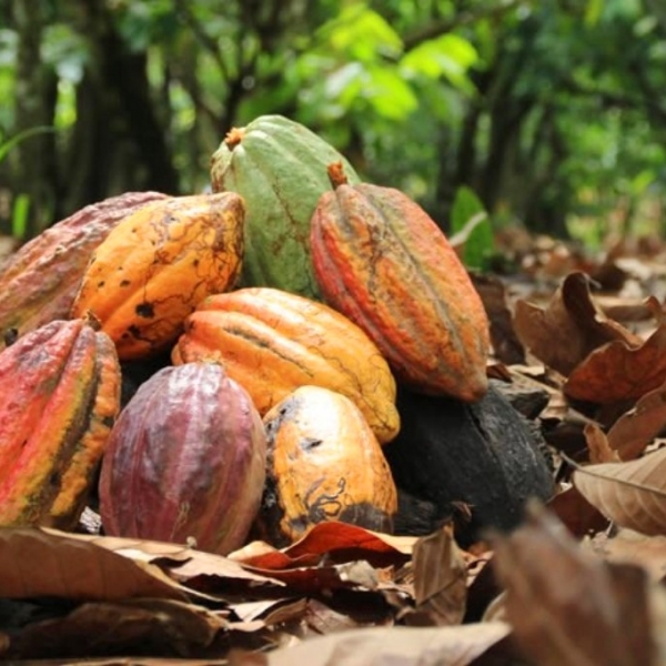 La Repubblica Dominicana promuove il turismo del cacao