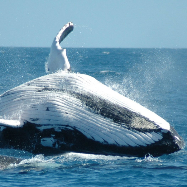 Whale watching nel Western Cape